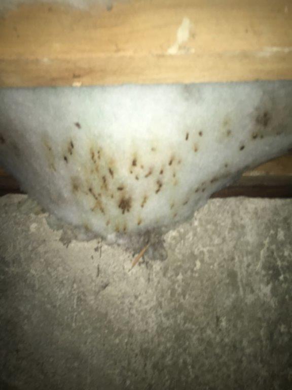 rodent urine and droppings in attic undisturbed rodent urine and droppings in attic undisturbed
